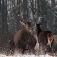 Zobrazit fotografii Jelen jemnosti