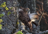 Zobrazit fotografii Jarn drba