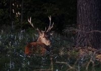 Zobrazit fotografii Odvn mladek II