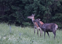 Zobrazit fotografii Tandem I