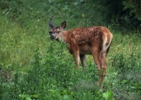 Zobrazit fotografii Kolouch z Murn II