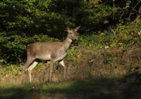 Zobrazit fotografii Konec je II