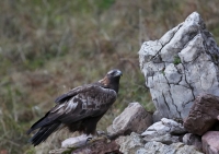 Zobrazit fotografii Na rozlouenou