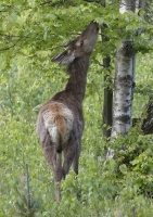 Zobrazit fotografii 3x s jelinkem III