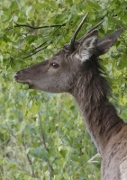 Zobrazit fotografii 3x s jelnkem I