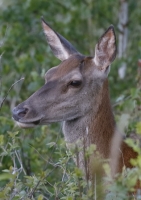 Zobrazit fotografii Klid a mr II