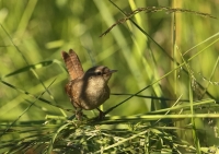 Zobrazit fotografii Stzlk na lovu