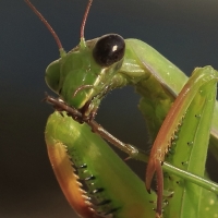 Mantis religiosa