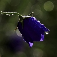 Zobrazit fotografii Nco z lta II