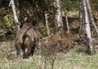 Zobrazit fotografii Krtk setkn IV