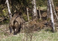 Zobrazit fotografii Krtk setkn IV