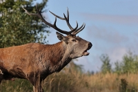 Zobrazit fotografii Vyprovokovan rv