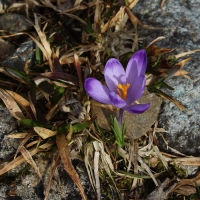 Zobrazit fotografii Mezi kameny