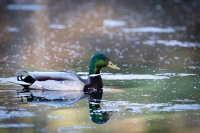 Zobrazit fotografii Kousek bn krsy