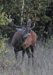 Zobrazit fotografii Bon jelen II