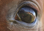 Zobrazit fotografii Oko koně