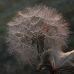 Zobrazit fotografii Chundelat