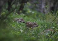 Zobrazit fotografii Rychle za mamkou