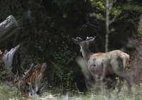 Zobrazit fotografii Jarn puen aneb ronn I