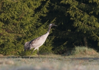 Zobrazit fotografii Rann prochzka II