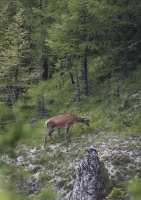 Zobrazit fotografii La s kolouchem VI