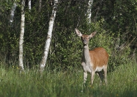 Zobrazit fotografii Losk laka