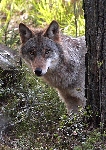 Zobrazit fotografii Vlk -Canis Lupus L.