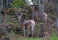 Zobrazit fotografii Report z rstu II