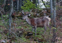 Zobrazit fotografii Report z rstu I