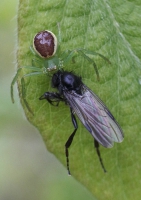 Zobrazit fotografii Nenpadn lovec