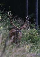 Zobrazit fotografii Silný jelen z Rudohoří II
