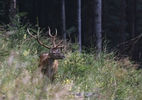 Zobrazit fotografii Siln jelen z Rudoho I